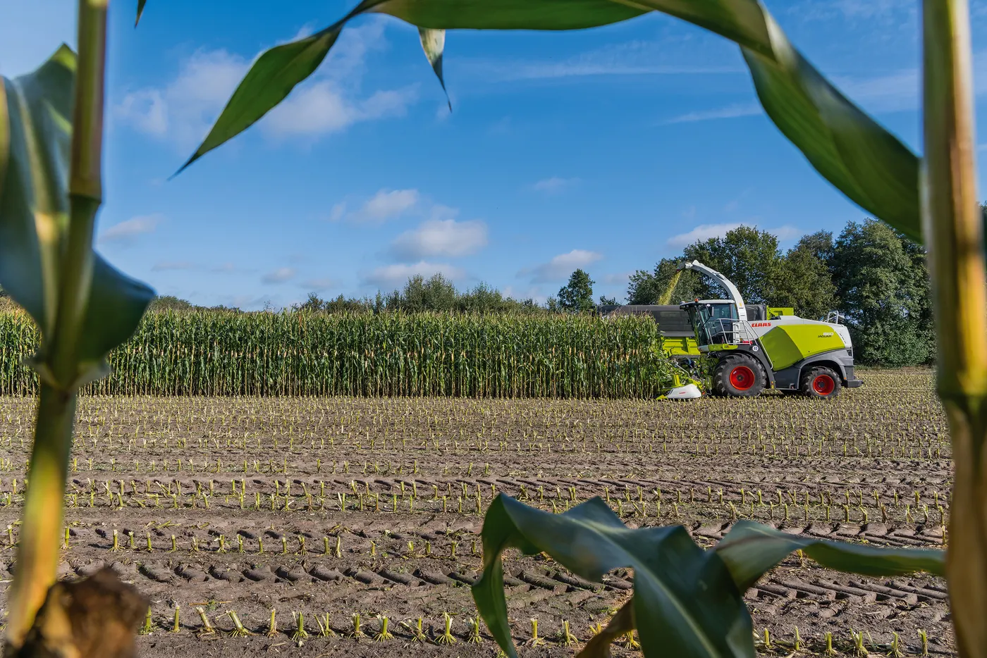 JAGUAR 800 CLAAS